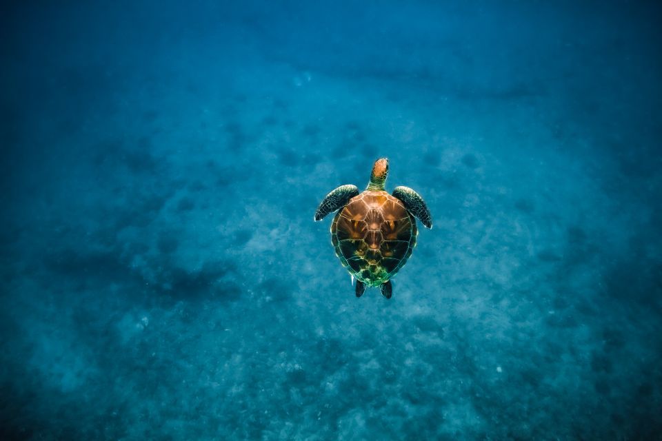 Oahu: Waikiki Turtle Snorkeling Adventure - Transportation and Parking