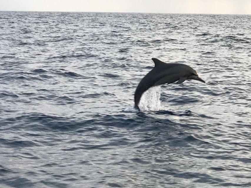 Olbia: Dolphin Watching & Snorkeling Boat Tour Near Figarolo - Dolphin Watching Experience