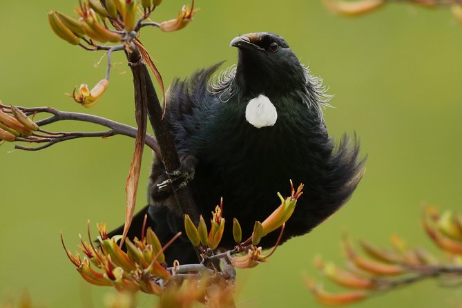 One Day Birding Adventure - Booking Process