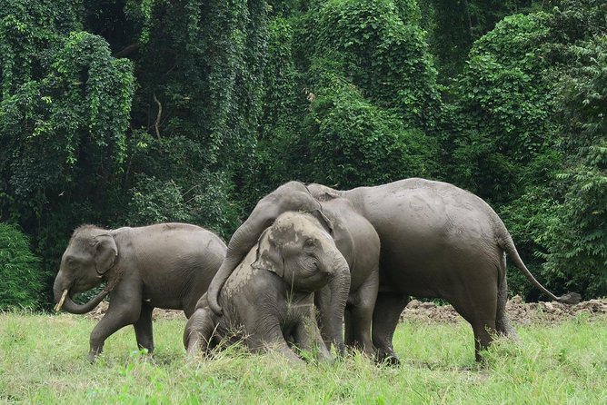 One Day Hiking and Elephant Experience by Chiang Mai Elephant Home - Customer Reviews