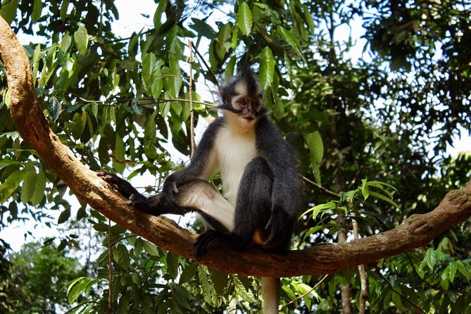 ONE DAY JUNGLE TREKKING 6-7 Hours (See Orang Utan) + RAFTING in BUKIT LAWANG - Booking Process