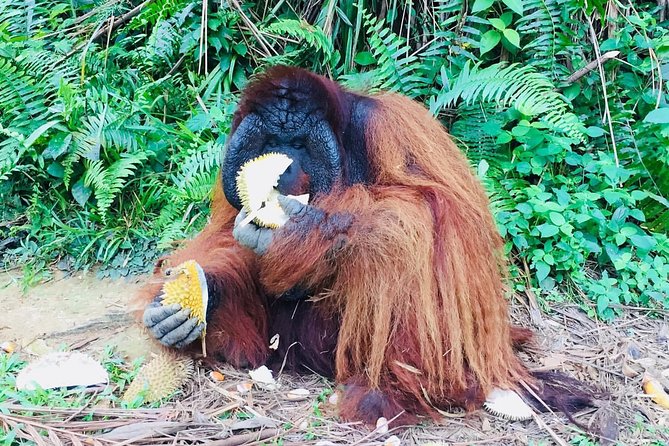 Orang Utan Island and Perak Tong Cave Temple Day Tour From Kuala Lumpur - Customer Reviews