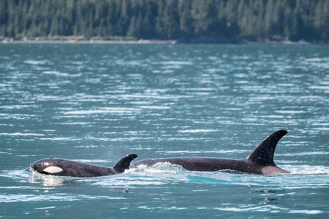 Orca Quest Cruise - Important Passenger Information