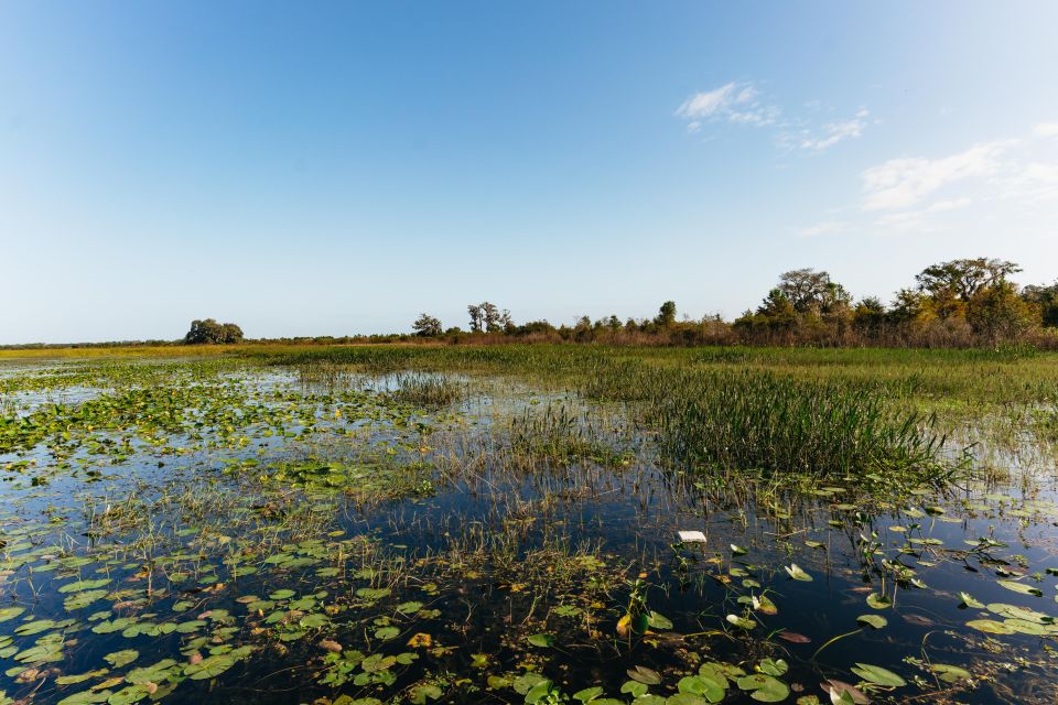 Orlando: Florida Everglades Wildlife Airboat Tour - Potential Wildlife Sightings