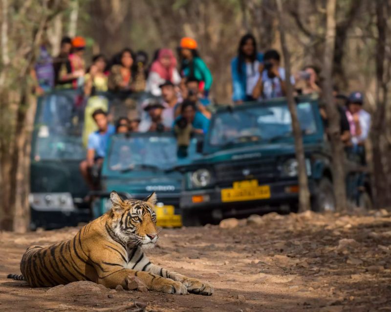 Overnight Private Tour: Jaipur - Ranthambore Tiger Safari - Important Travel Information