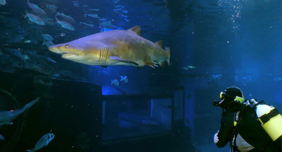 Palma De Mallorca: Shark Dive at Palma Aquarium - Frequently Asked Questions