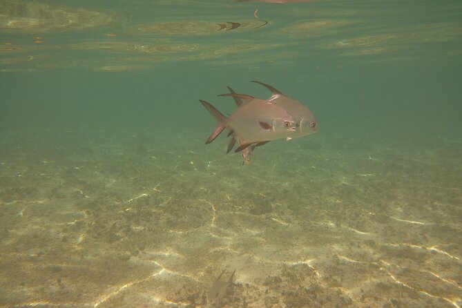 Panama City Scuba Diving Activity for Beginners - Pricing and Booking Information