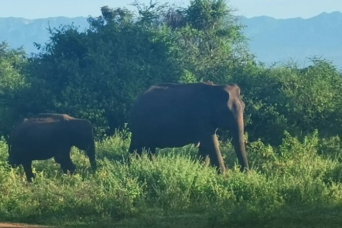 Paradise Udawalawe Safari Tours - Pickup Information