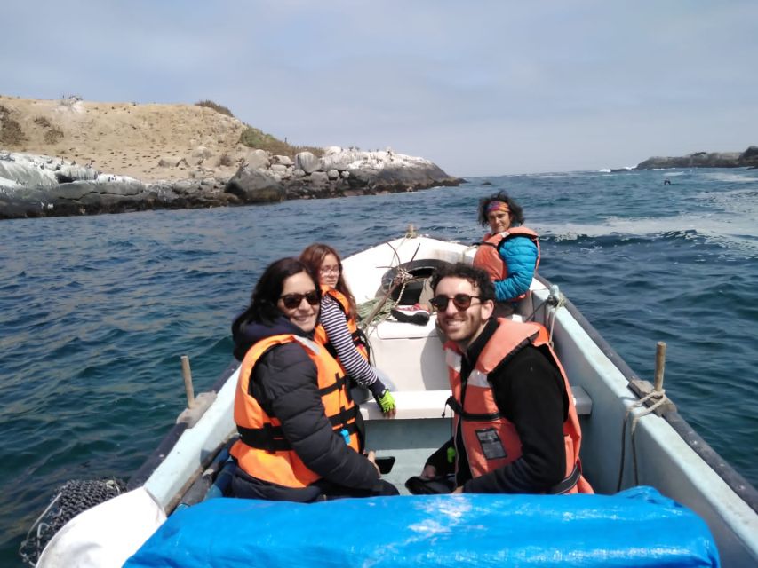 Penguins Watching Cachagua Island in Zapallar From Santiago - Tour Pricing and Cancellation