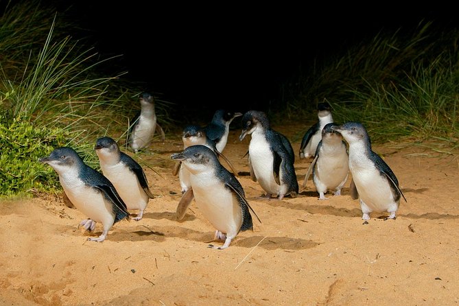 Phillip Island Penguin Parade Express Tour From Melbourne - Whats Included in the Tour