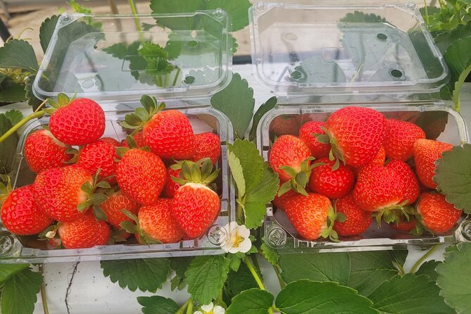 Pocheon Seasonal Fruit Picking & Exploration Day Tour (EG Tour) - Traveler Reviews