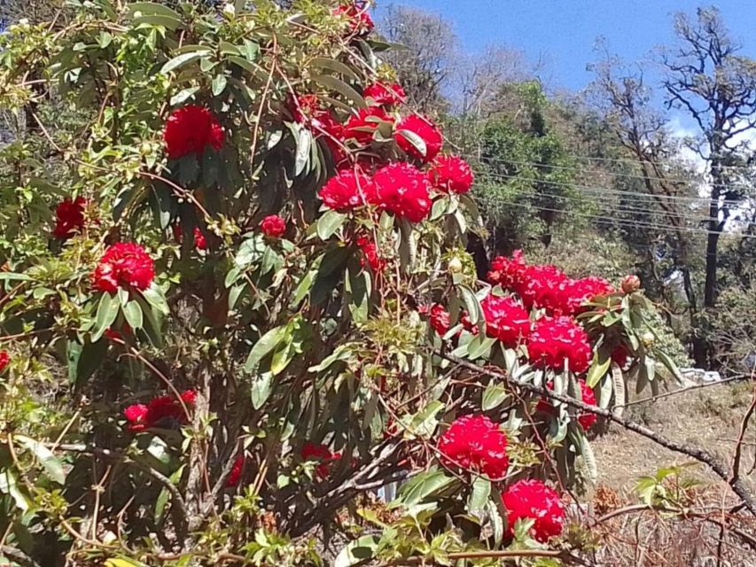 Pokhara: 1-Day Scenic Australian Camp & Dhampus Guided Hike - Preparation Tips