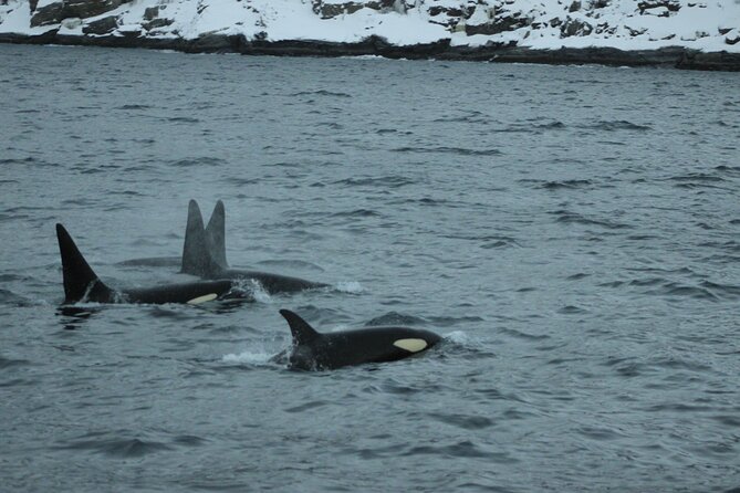 Polar Whale Safari From Tromsø - Humpback and Killer Whales