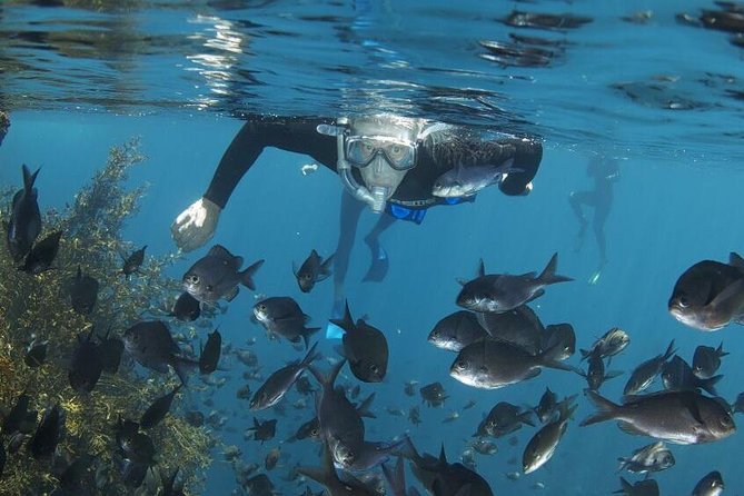 Poor Knights Small Group Tour & Cruise From Auckland - Traveler Reviews and Ratings
