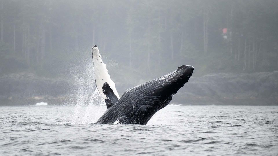 Port Hardy: Sea Otter and Whale Watching - Policies and Restrictions