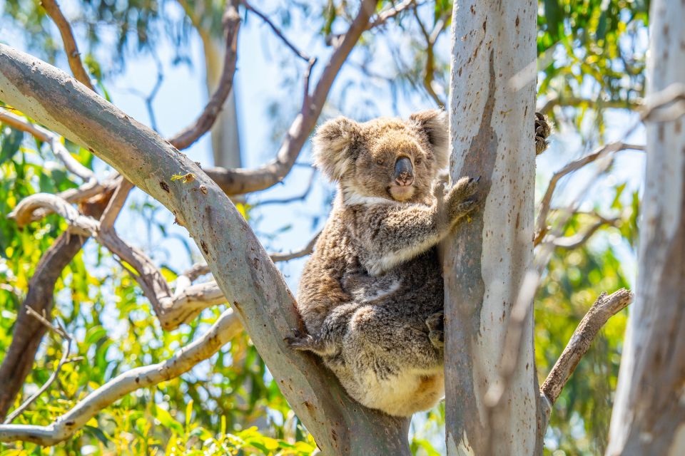 Port Lincoln: Wildlife and Sightseeing Full-Day 4WD Tour - Frequently Asked Questions