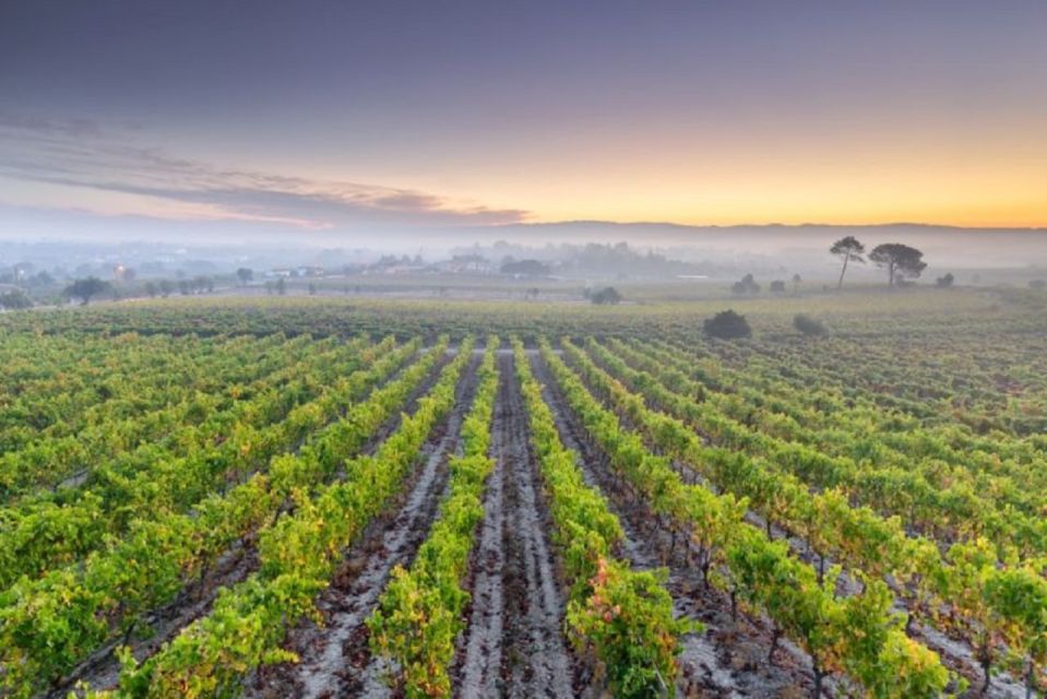 Portugal: Bairrada Private Tour - Walking Tour in Porto