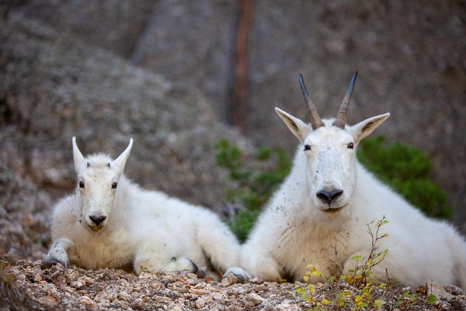 Premiere Private Black Hills Tour: Mt Rushmore, Crazy Horse & Custer State Park - Pricing Information