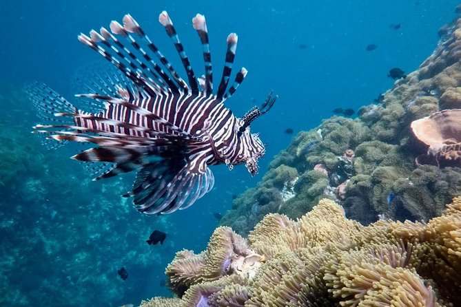 Premium Guided Scuba Diving Day Trip for Certified Divers - Traveler Group Size