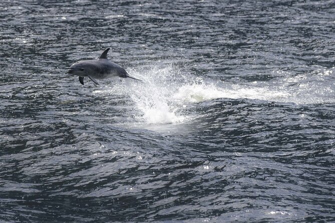 Premium Milford Sound Cruise Including Lunch - Customer Reviews and Ratings
