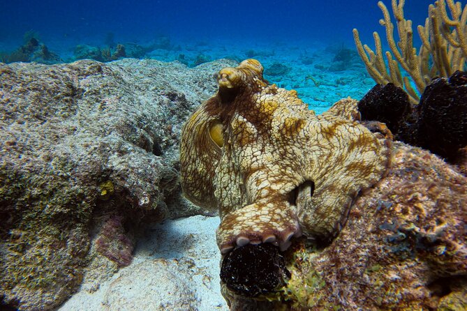 Private 2 Tank Guided Experience in Curaçao for Certified Divers - Safety Guidelines