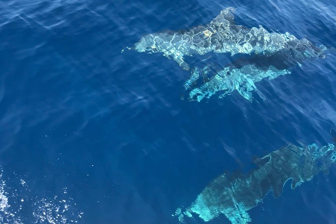 Private Blue Cave and Hvar - 5 Islands Tour - Hvar Island Adventure