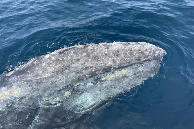 Private Family Whale & Dolphin Adventure in San Diego - Tips for a Great Experience