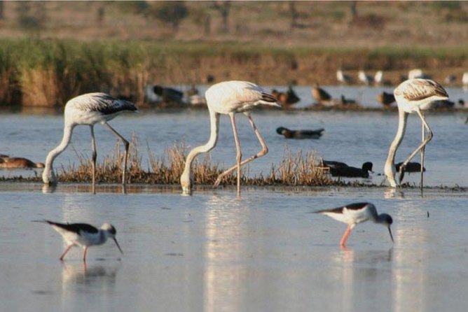 Private Half-Day Boat Tour in Ria Formosa From Faro - What to Bring