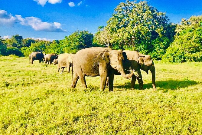 Private Jeep Safari to One of a Best National Park - Booking Process