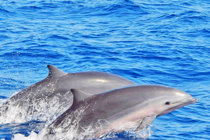 Private Premium Whale and Dolphin Safari St Lucia - Customer Experiences
