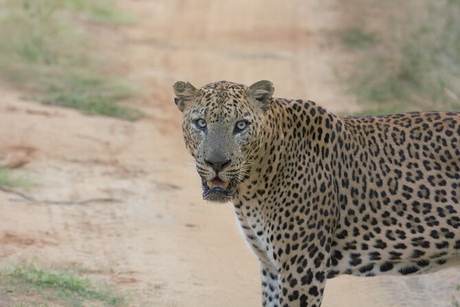 Private Safari in Yala National Park Morning or Evening - Booking Process Explained