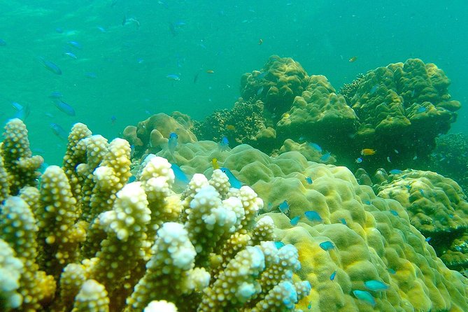 Private Surin Islands Longtail Boat Tour - Booking Information