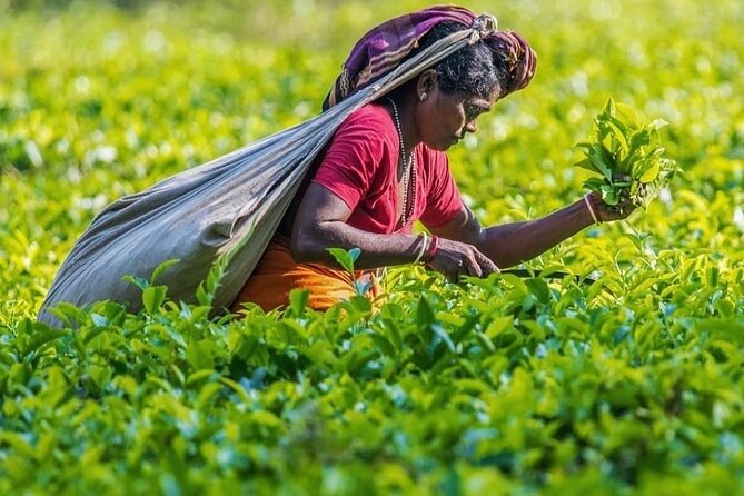 Private Tea Tour and Tea Factory - Accessibility and Restrictions