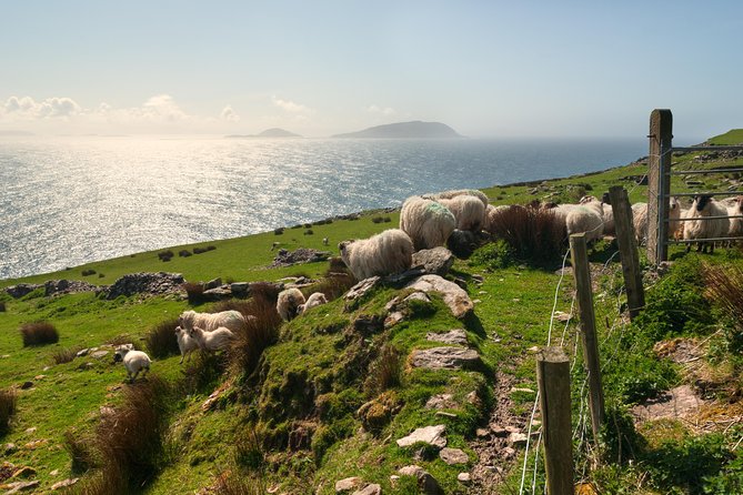 Private Tour: Dingle Peninsula From Kerry. Waterville, Tralee Etc - What to Expect on the Tour