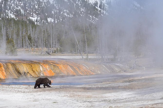 Private Yellowstone Wildlife Sightseeing Tour - Wildlife Viewing Tips