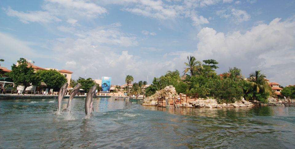 Puerto Aventuras: Manatee Encounter - Capture the Memories