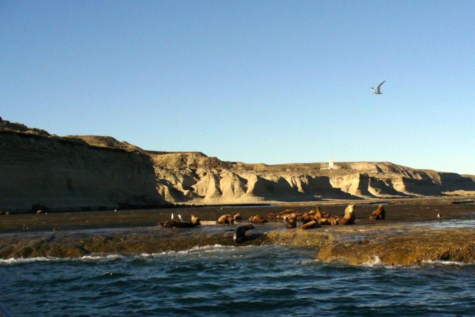 Puerto Madryn: Excursion to Peninsula Valdes Classic - Wildlife Sightings