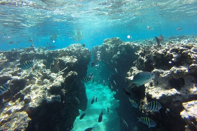 Puerto Plata Shore Excursion, Snorkeling Tour & Sosua Beach Day - Pricing and Availability