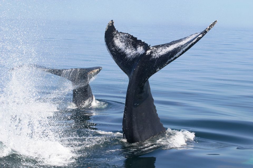 Puerto Vallarta: Humpback Whale Research Adventure Tour - Frequently Asked Questions