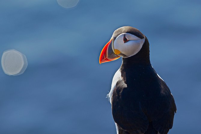 Puffin Cruise With Expert Tour Guide From Reykjavik - Exploring the Akurey Island Shoreline