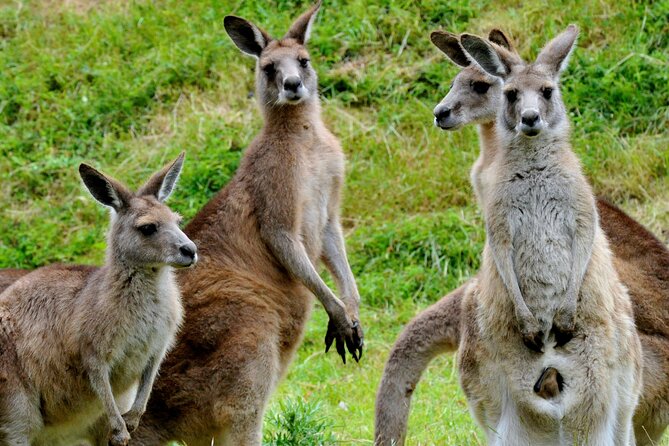 Puffing Billy And Healesville Sanctuary Scenic Tour - Additional Information and Policies