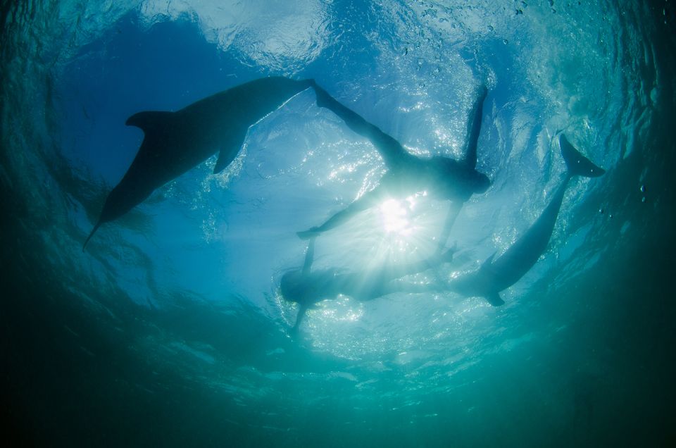 Punta Cana: Dolphin Explorer Swims and Interactions - Learning About Dolphin Characteristics