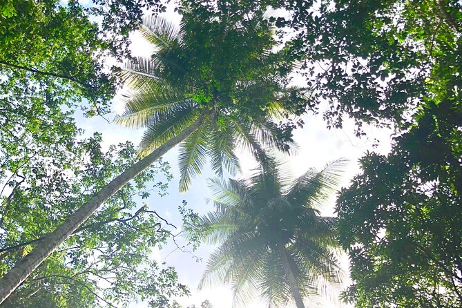 Rainforest Hike and Waterfall Safari - Wildlife Spotting in the Rainforest