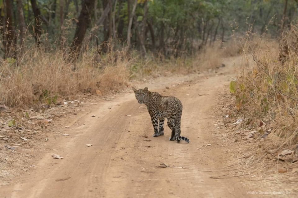 Ranthambore: Skip-the-Line Tiger Safari in Sharing Canter - Customer Experiences and Ratings