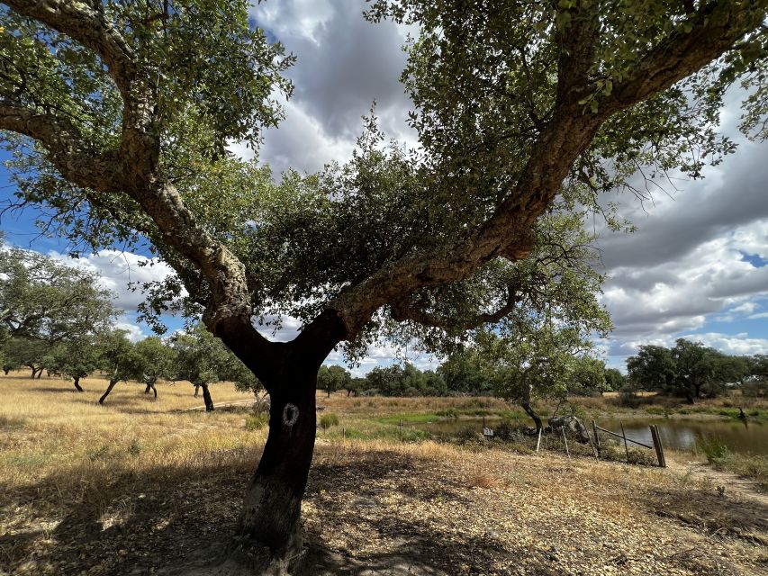 Redondo: Walk in the Cork Forest With Lunch & Wine Tasting - Customer Experiences