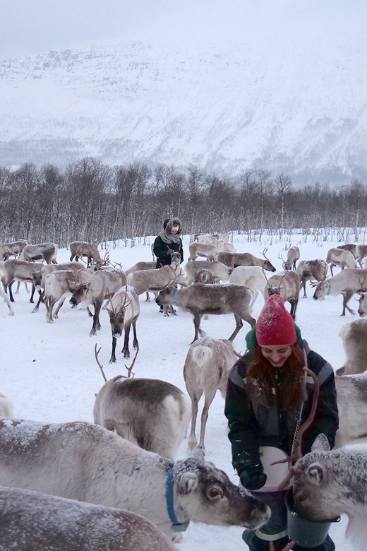 Reindeer Feeding and Sami Experience With Lunch - Customer Feedback