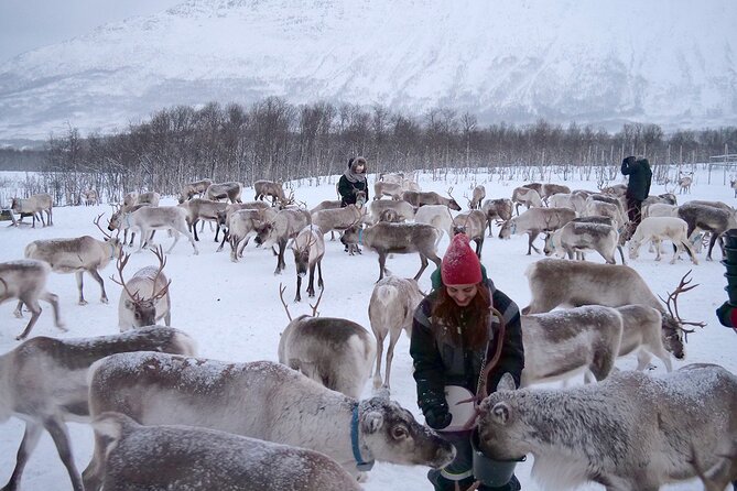 Reindeer Feeding & Saami Culture - Hot Lunch and Sámi Cuisine