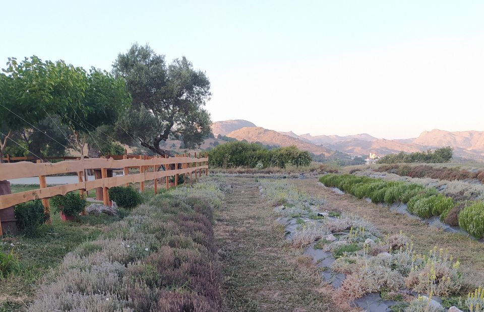 Rethymno: Cretan Herbs and Wine Tasting With Lunch - What to Expect