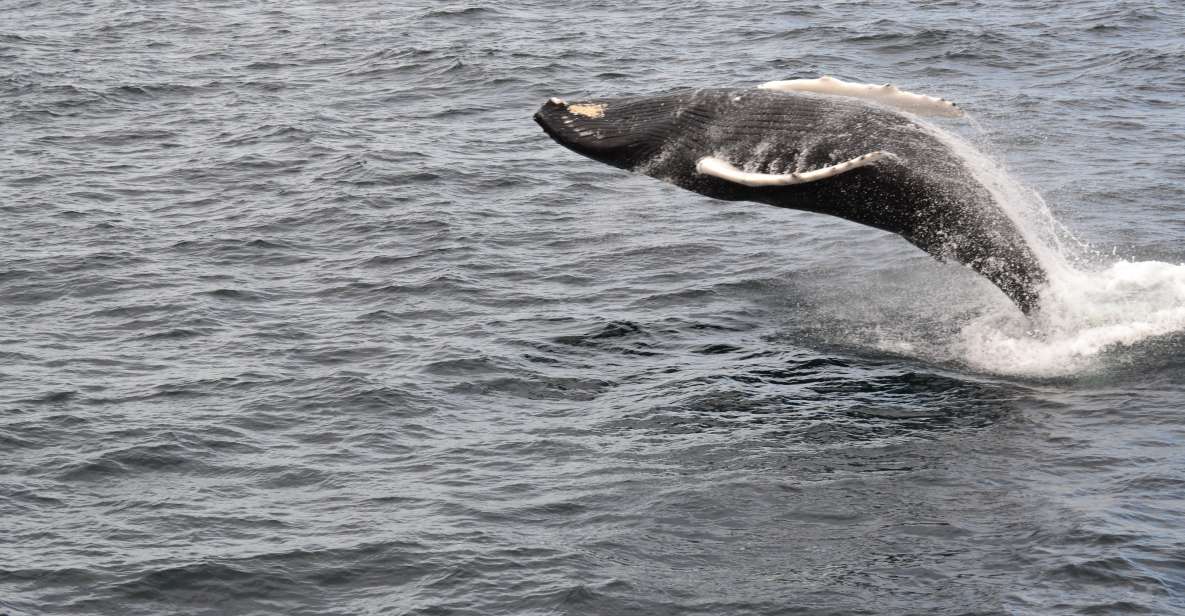 Reykjavik: Best Value Whale Watching Boat Tour - Accessibility Features