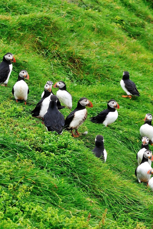 Reykjavik - Westman Islands (Bus Transfer to Landeyjahöfn) - Participant Age and Restrictions